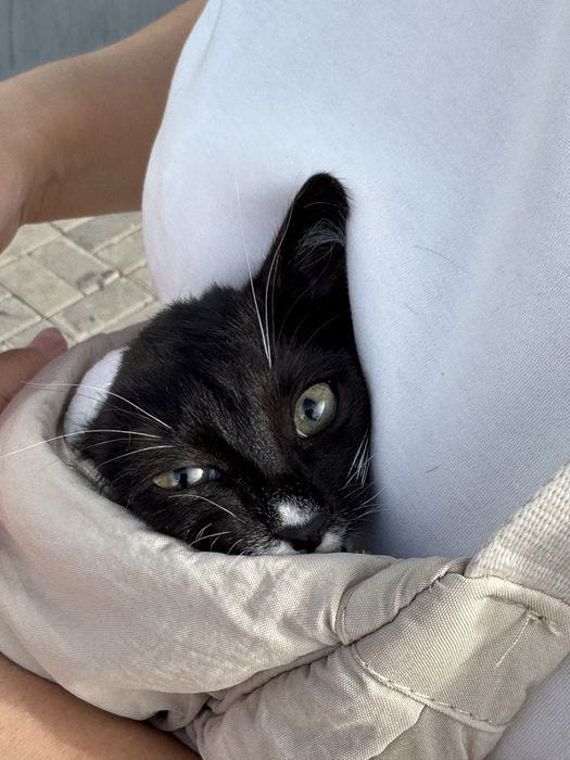 Продам котенка девочку 2 мес