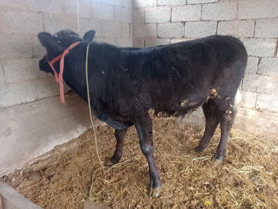 Бұқа сатылады 1 жасар