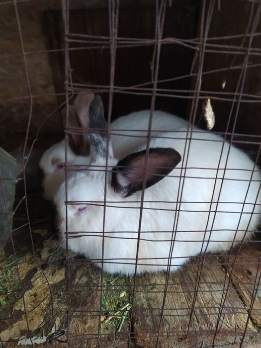 Продам кроликов.