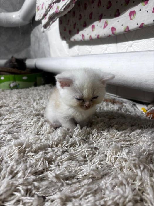 Продам котенка перса мальчика