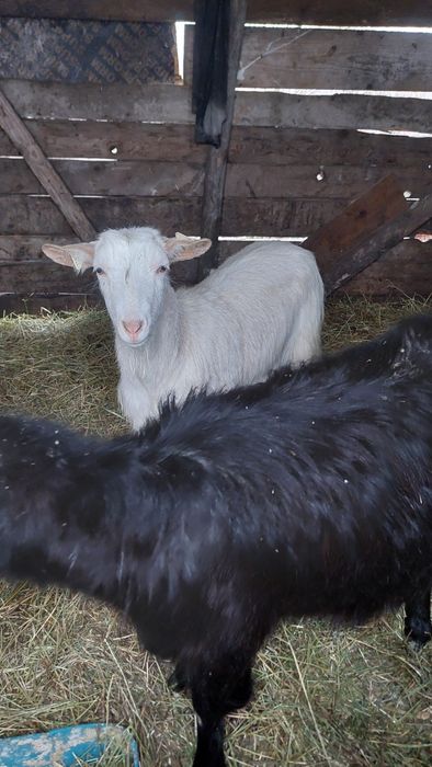 Capre tinere gestante