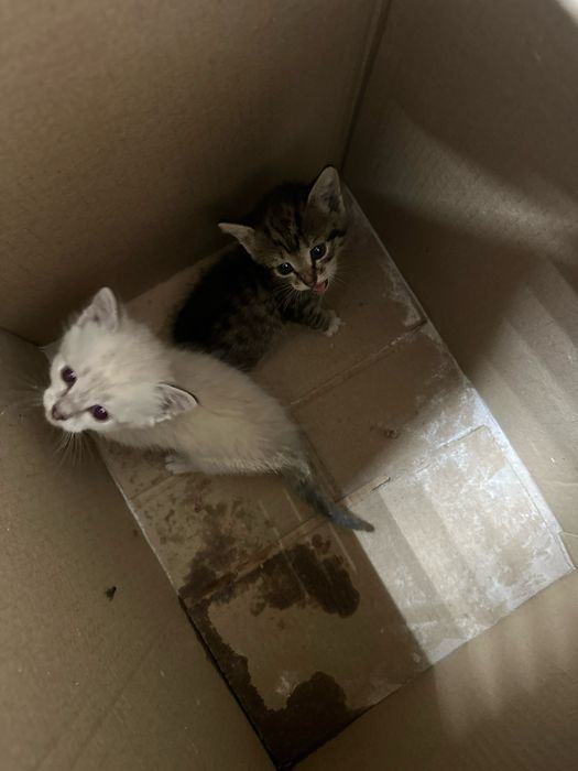 Отдам в хорошие руки