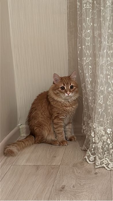 Отдам добрые руки