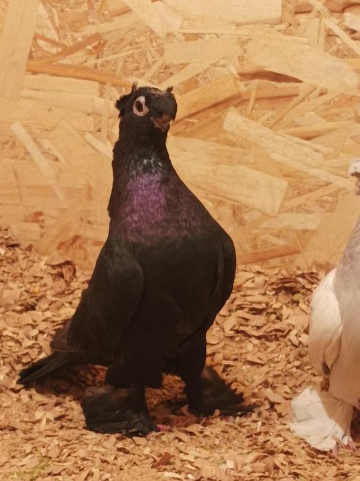 Продается голуби