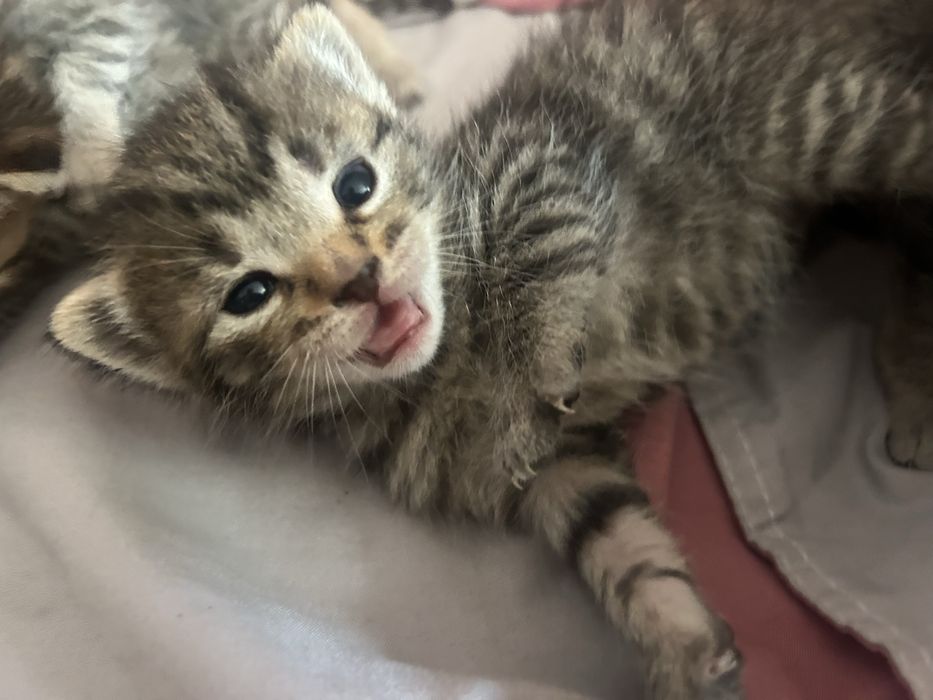 Отдам котят от вислоухой кошки