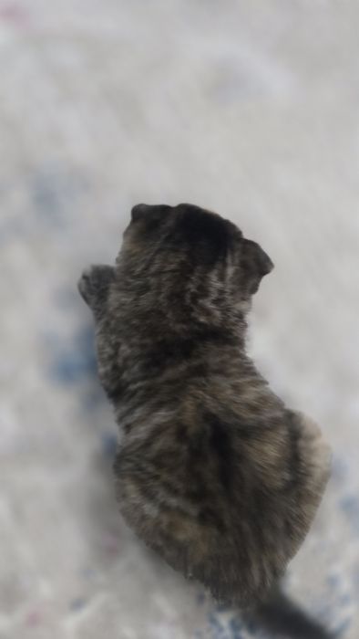 Шатландско веслоухая