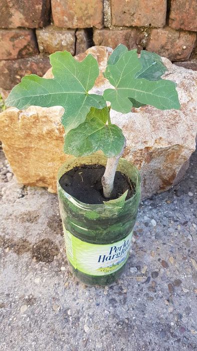 4 pui de smochini, soi vechi