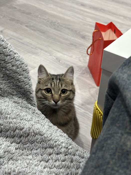 Отдаем кота в добрые руки