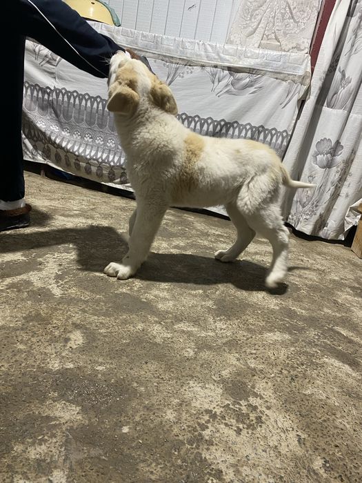 Алабай күшік сатылады