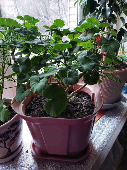 Герань Комнатные цветы