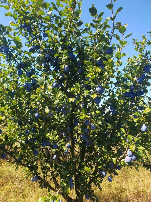 Prune de consum!!! Stanley Bluefree Bistritene