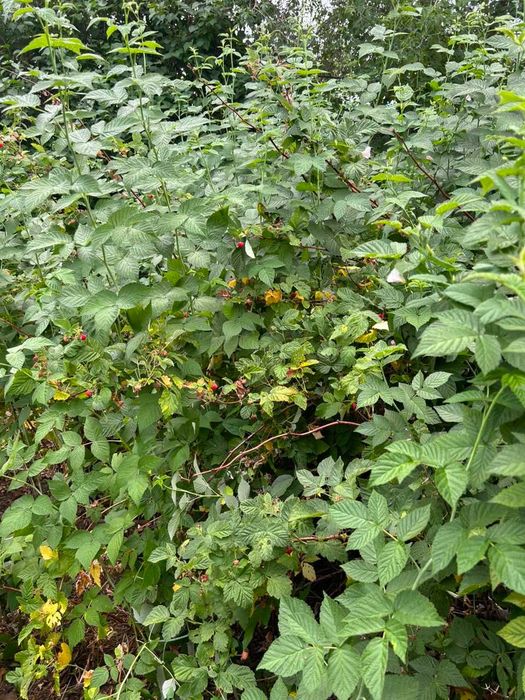 Продажа дома. Срочно. Торг уместен