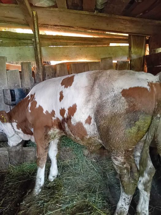 Vând viței bălțată românească