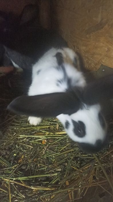 Iepuri fluture 7 buc