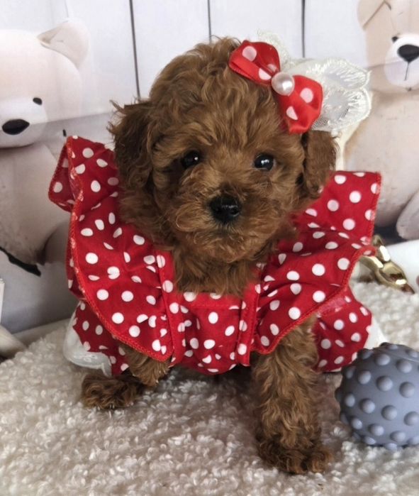 Пудел той /Poodle toy с генетични тестове на родителите с родословие