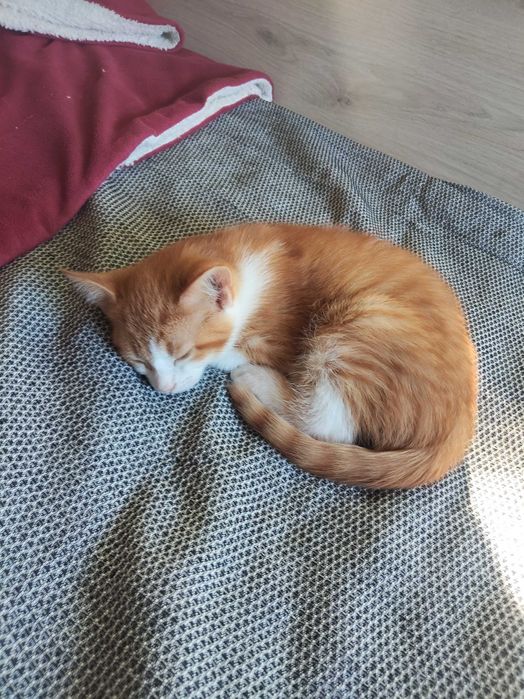 Котета, мъжки с хигиенни навици.