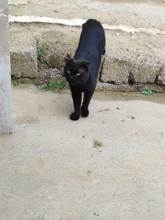 Без платно Отдам даром кот 1 год