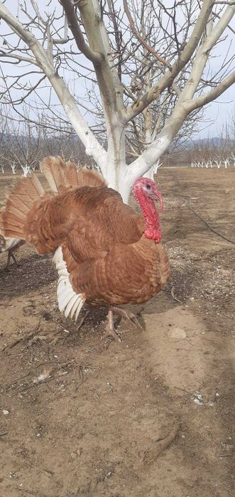 Продавам оплодени яйца от пуйки