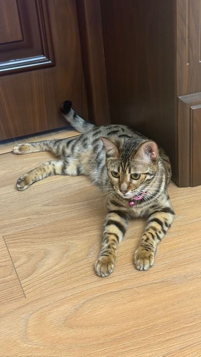 Бенгальсякая кошка