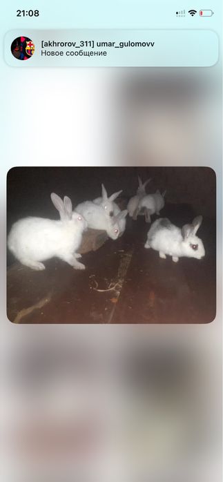 Quyon bolalari sotiladi