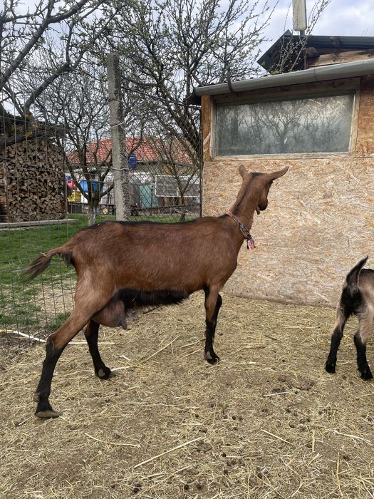 Capra alpina franceza