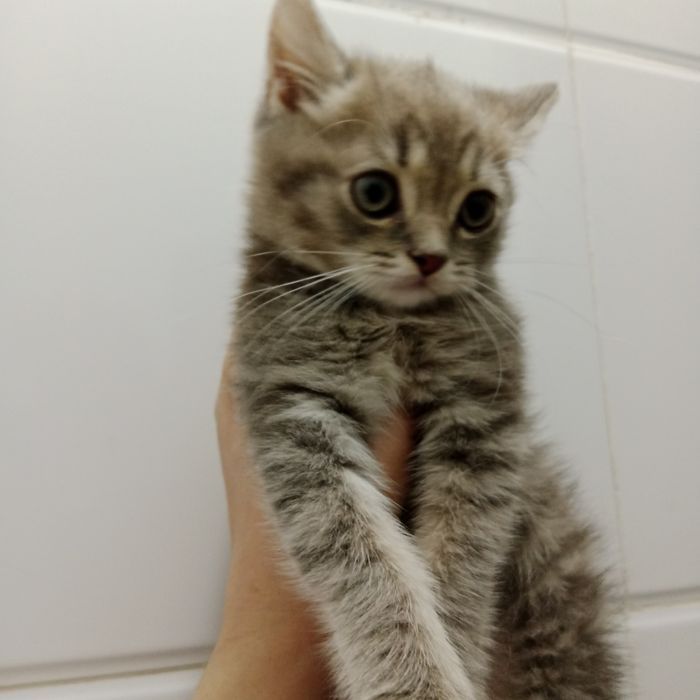 Породистые котята