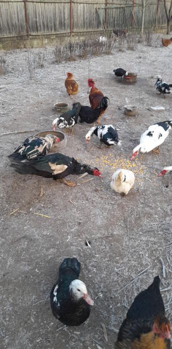 De vânzare rate mute 2025