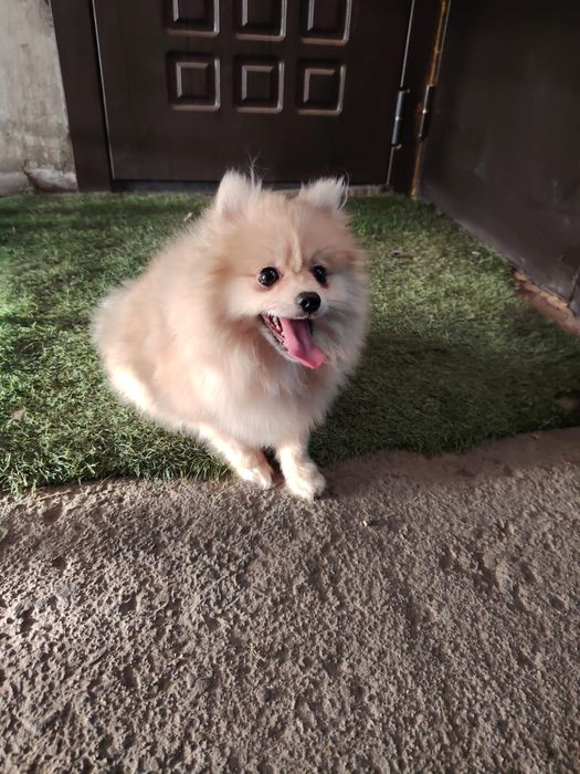 Шпиц померанский