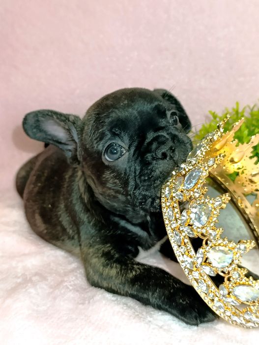 Французский бульдог Алматы