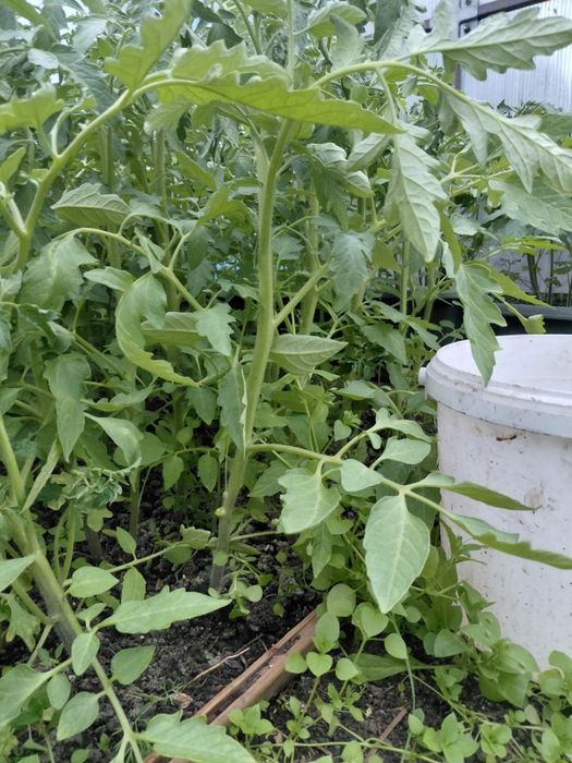 Продам рассаду помидор