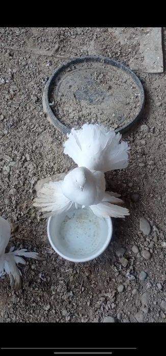 Продаются голуби