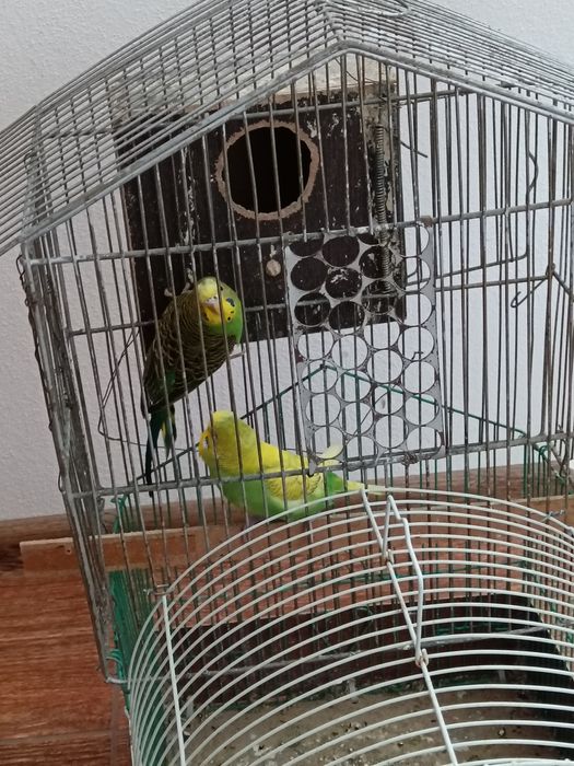 Turturele diamant peruș și nimfe