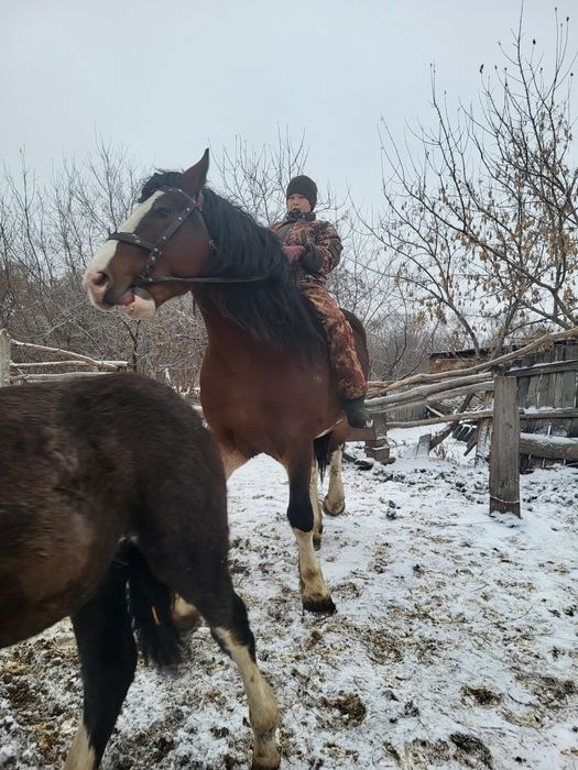 Продам жеребца...