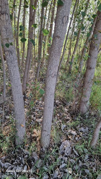 Терак яшик учун, калифорния нави хар хил  размерда