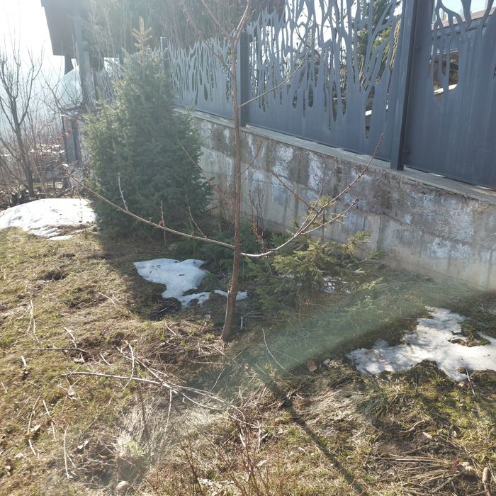 Елки продам 2 метра 5000т