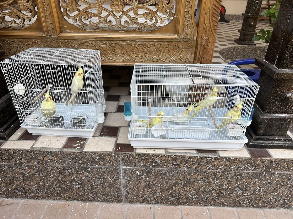 Продаются кореллы