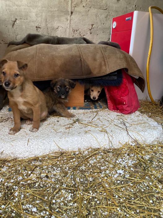отдам щенков в дрбрые руки
