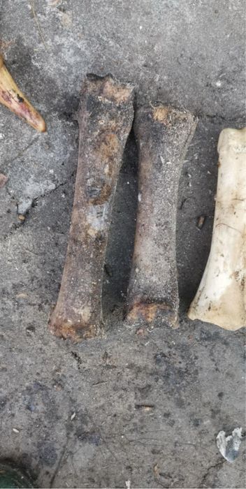 Рог от лопатар за един 45 лв  единия рог е 60 см другия 40 см кости