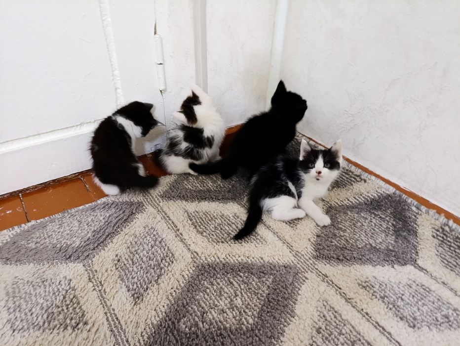 Kotyata, Mushuk котята мушук