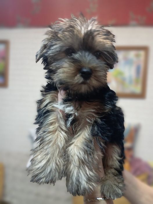 Щенки Йоркширский терьер