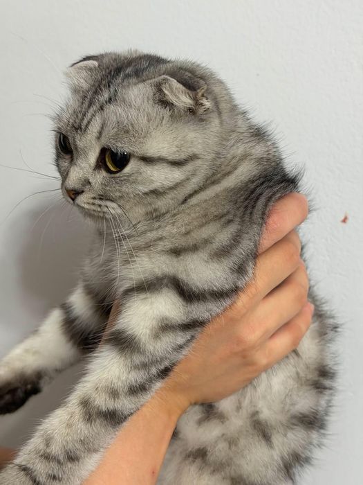 Кот 7- Месяц. Скоттиш Фолд