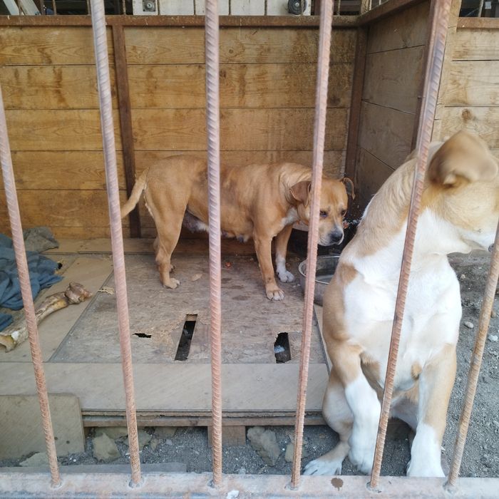 Продам стаффорд девочка