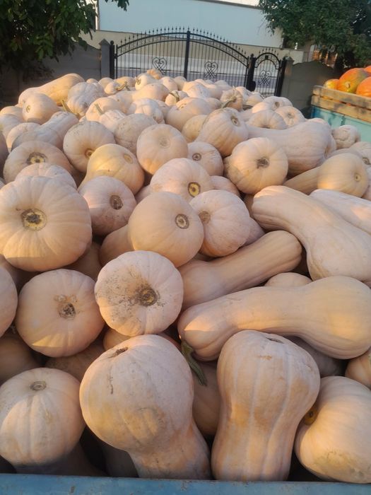 Vand dovleci placintari si Halloween