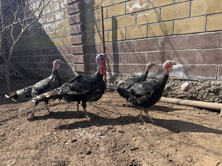 Индюк и 3 индюшки крупные