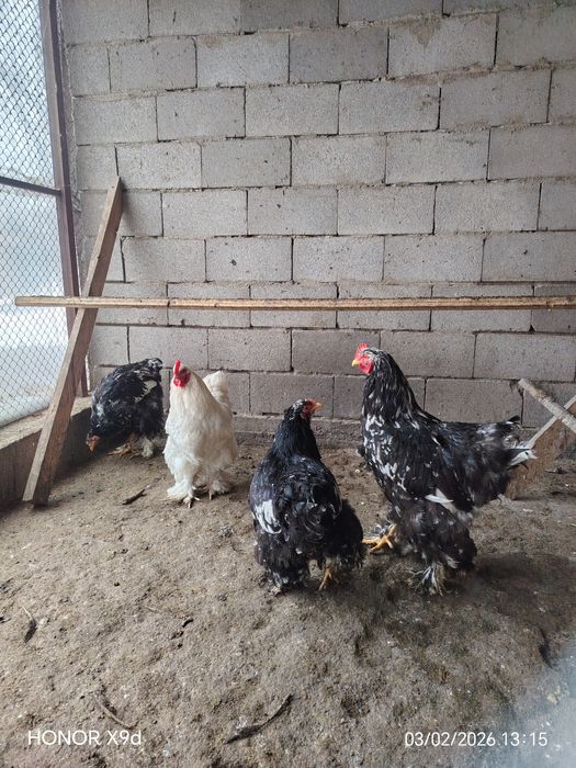 Продам Кохинхины.