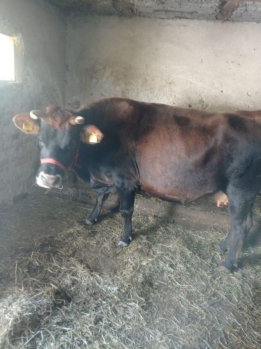 Vaci gestante de vanzare