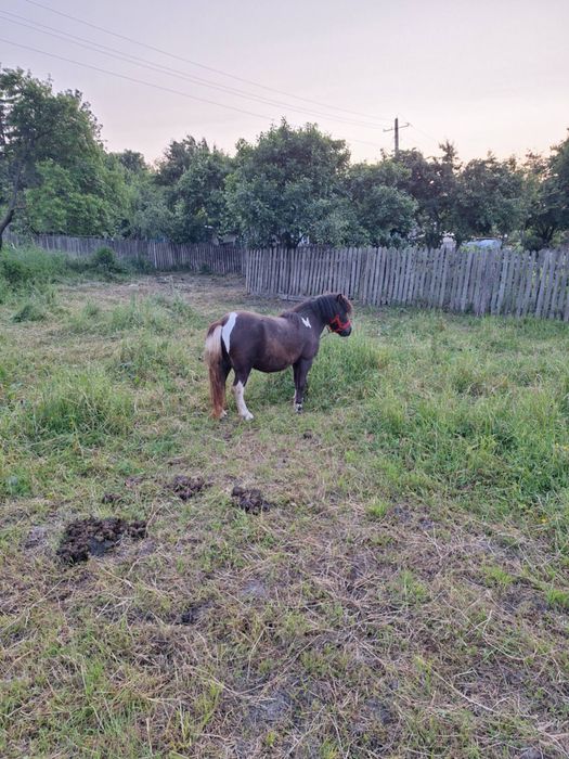 Poneita talie mica  5 ani