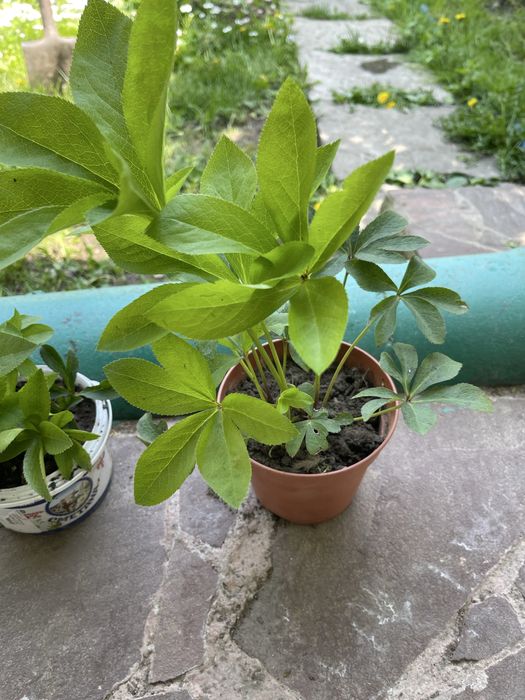 Морозник куст все вопросы на воцап