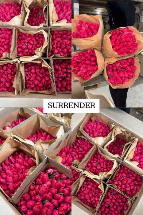 Свежие БОЛЬШИЕ тюльпаны на 8 марта