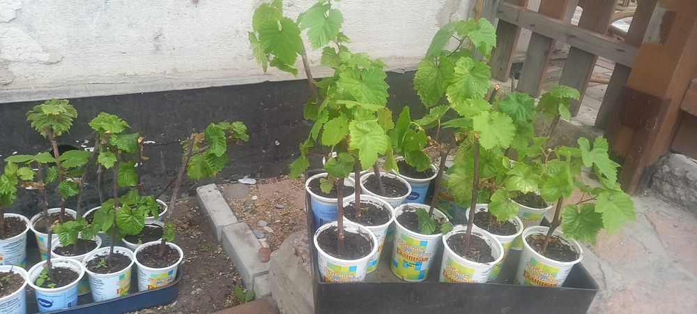 Продам саженцы винограда